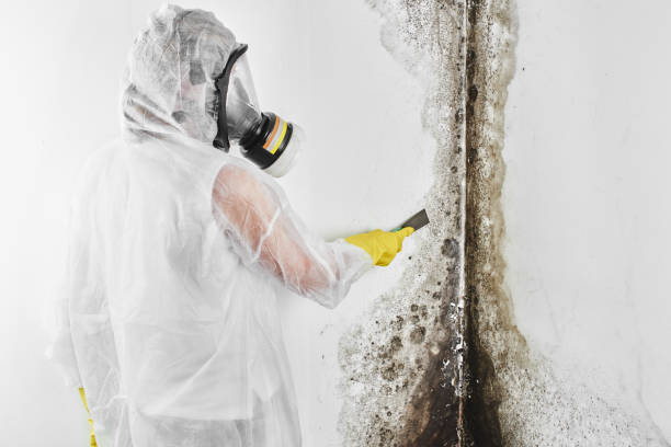Best Professional Mold Removal  in Hermitage, PA