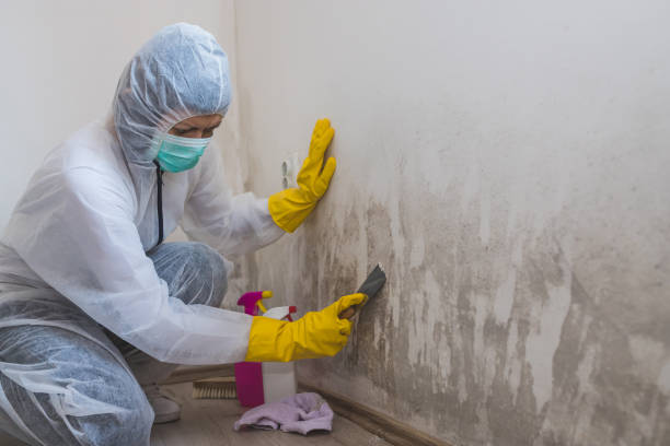 Best Fast Mold Removal  in Hermitage, PA