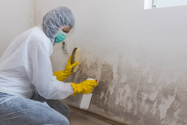 Best Mold Testing  in Hermitage, PA