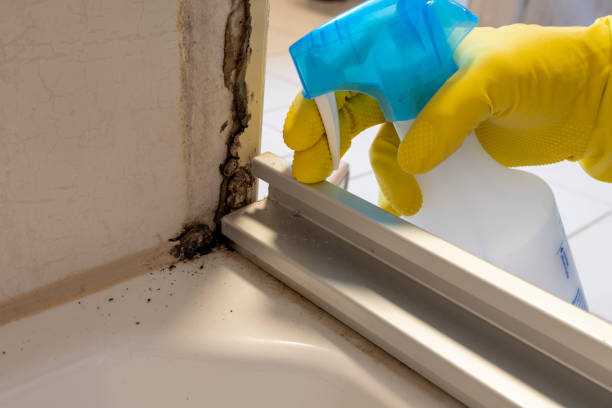 Best Mold Cleaning Services  in Hermitage, PA