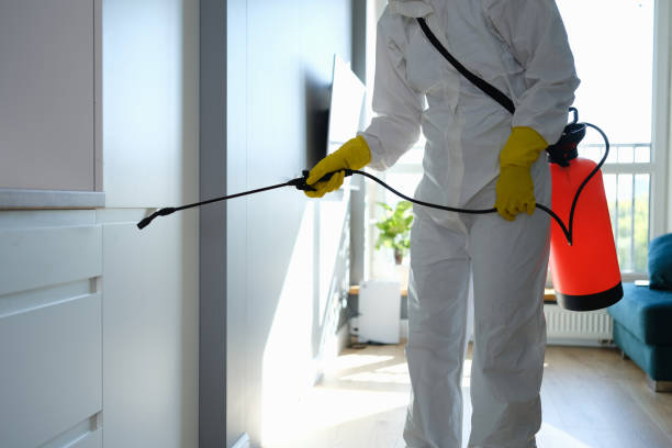 Best Same-Day Mold Removal  in Hermitage, PA