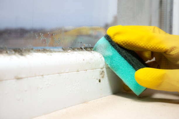 Trusted Hermitage, PA Mold Removal Experts