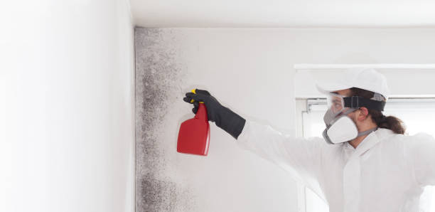 Best Affordable Mold Removal  in Hermitage, PA