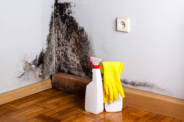 Best Toxic Mold Removal  in Hermitage, PA