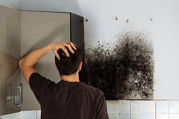 Best Emergency Mold Removal  in Hermitage, PA