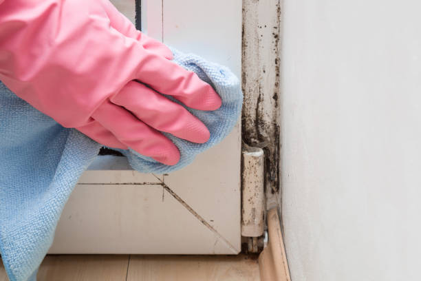 Best Residential Mold Removal  in Hermitage, PA