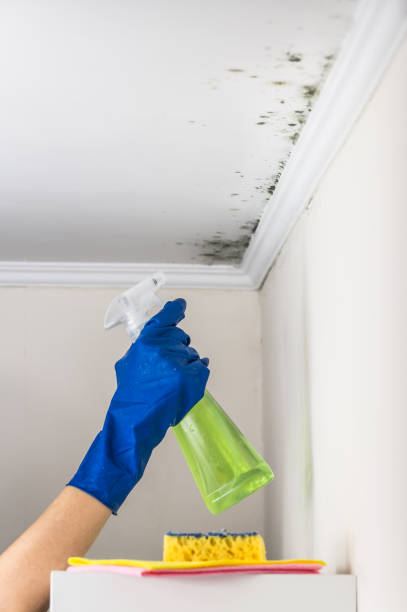 Best Crawl Space Mold Removal  in Hermitage, PA